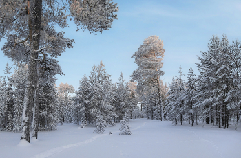 Стежки-дорожки зима перепутала... / ...