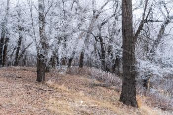 Морозное утро... / Роща Баума
г. Алматы