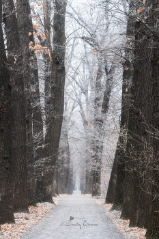 Королевство серебряного инея, затерянное в морозной дымке утра... / Морозное утро в роще Баума
г. Алматы