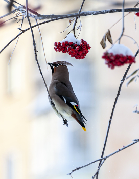 на рябине.. / ***