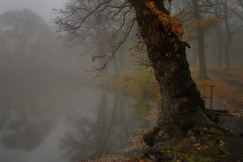Туманное утро / У озера