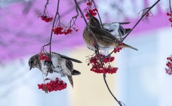 Рябинник на Рябине, где ему ещё быть. / ***