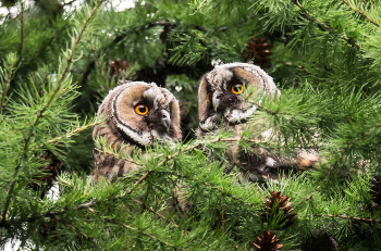 Ушастые слётки. / Слётки ушастой совы могут уже летать, но не очень хорошо, и, ждут корм от родителей.