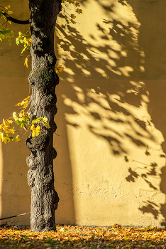 Дворы Петербурга. / ***