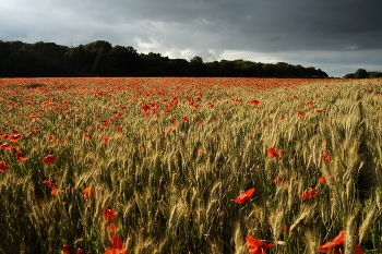 Сорное поле / ***