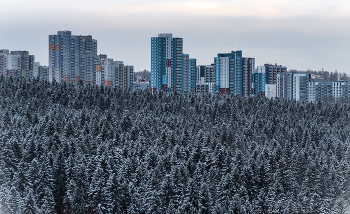 Выше елей / ***
