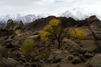 Осень в предгорьях / Алабама Хиллз, Калифорния