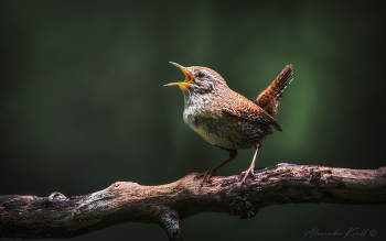 Голосистый / Крапивник - маленький певец большого леса.