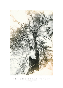 Рождественский лес / Не мог сегодня не прогуляться в свой лес. Пошли с собакеном до "Второго озера". Ну, там даже не озеро, а болото с большой неправильной лужей по центру. И что-то как-то не фотилось, а до болота этого дошли - и там кочки, лед и прочее всякое неудобство для правильного передвижения, густо посыпанное свежим январским хавьером. Короче, как то я так удачно завалился на бок, что вот прям готовый ракурс. Потом вокруг сосенки конечно ещё немножко побродил, даже два раза сделал "Щьёрт побьери", но лучший кадр был первым 🙂
С Крещеньем!