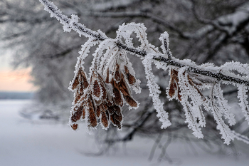 Семена клёна. / ***