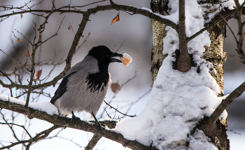 "Вороне где-то бог послал кусочек... хлеба!" / ***