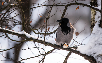 "Лисы нет, а больше никто не видит." / ***