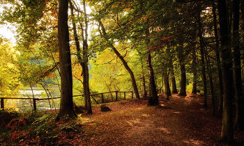 Мимо лесного озера / ***