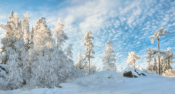 Красота зимнего леса / ***