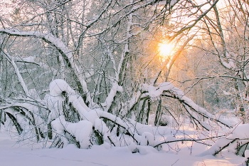 Морозным днём. / Томская область.