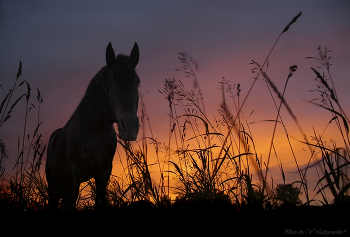 Сны горожанина.... / Ё-ё-ё-ё-ж-и-и-и-к!
Лоша-а-а-а-дка-а-а-а-а! 

с точки зрения Ёжика... 

Валдай, Балуево, В кадре конь Барон. Когда-то он катал меня... 
Год назад его не стало.. Жаль, умный, хитрый, общительный , своенравный и огромный зверюга был! 

(HDR +- 0.3)