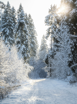 &nbsp; / Зеленоград, лесопарк