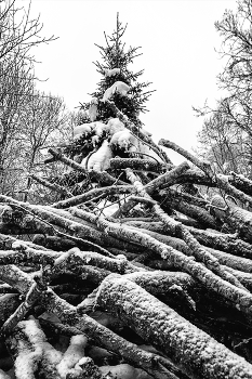 Жизнь вокруг / ***