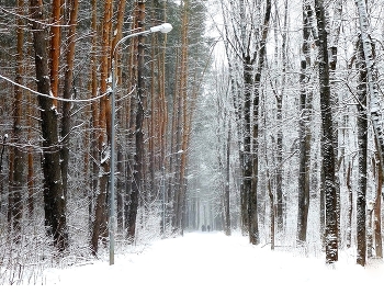 &nbsp; / зимний лесопарк