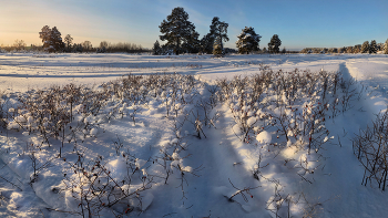 шиповник... / ***