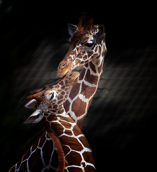 Признание / ***