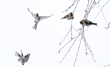 Чечетки. / ***