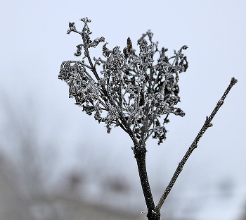 Заиндевелая душа / ***