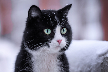 "Почистите матрицу" / Вероятно, домашний кот — метис (беспородная кошка) — вышел на прогулку, чтобы пообщаться с дворовыми котами.

Чёрно-белый окрас (биколор) очень распространён среди беспородных кошек. Есть подозрение, что это смесь британского короткошёрстного кота с европейской короткошёрстной кошкой.