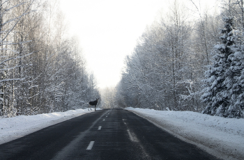 Осторожно, на дорогах любители соли / ***
