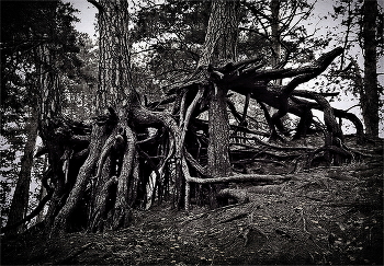 ЛЕС / Леса Смоленского Поозерья - сильное впечатление.