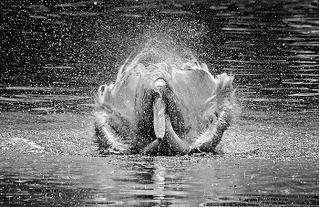 Носатый айсберг / ***