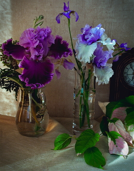 Их время придёт / Ирисы из моего сада
The flowers from my garden. "A time for them there'll be some day"