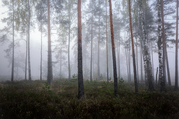 лес / туман