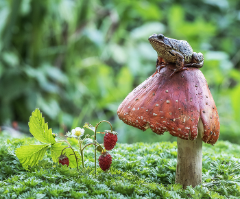 Будущая Царевна) / Будущая Царевна)