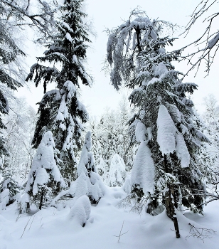 "Нахлобучив шапку набекрень, ель стоит в снегу, как в белой вате..." / ***