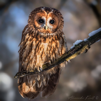 Бездна в глазах / Портрет серой неясыти (рыжая морфа).