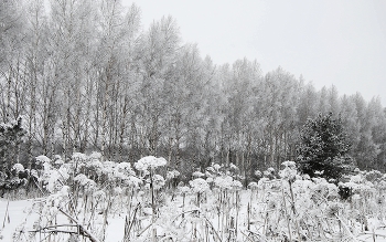 Зимний монохром / Зима настоящая