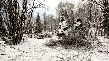 Жизнь вокруг / ***