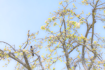 Пора цветения 2 / ...