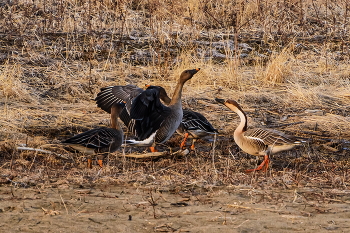 Гусиные "разборки" / Дикие гуси-гуменники в пойме р.Рудной.
Из старых "охот", 03.22
