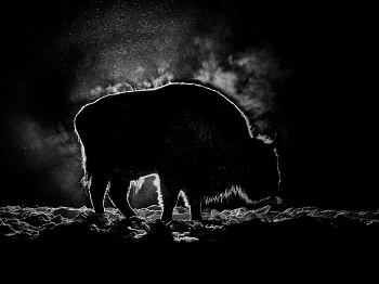 Ночной гость / Деревня Ягодное. ГПЗ "Калужские засеки". Калужская область. 17 января 2026