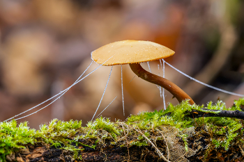 &nbsp; / в лесу