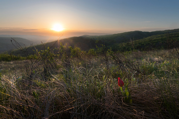 Одинокий лазорик / ***