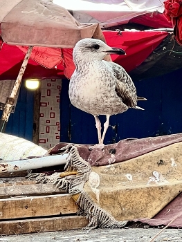 &nbsp; / Seagull in a fish market in Morocco