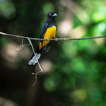 Black-headed Trogon / Black-headed Trogon