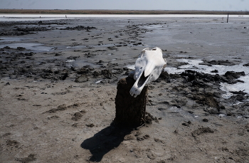 Безжизненность / ***