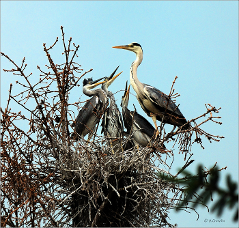 Маманя, а где еда ? / Цапли на гнезде, кормление молодых
