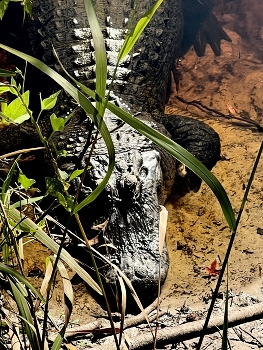 &nbsp; / Alligator in Econ River, Florida