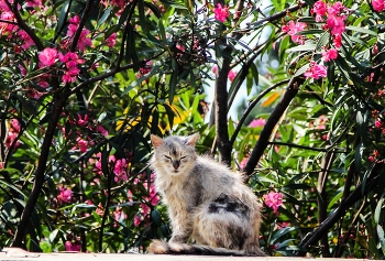 мечтатель / загадай желание