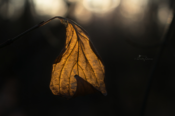 Эхо осени доносится в тишине зимнего леса... / г. Алматы